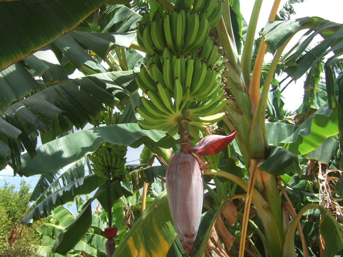 Mer från Martinique, (men mest St Lucia och nu med bilder)