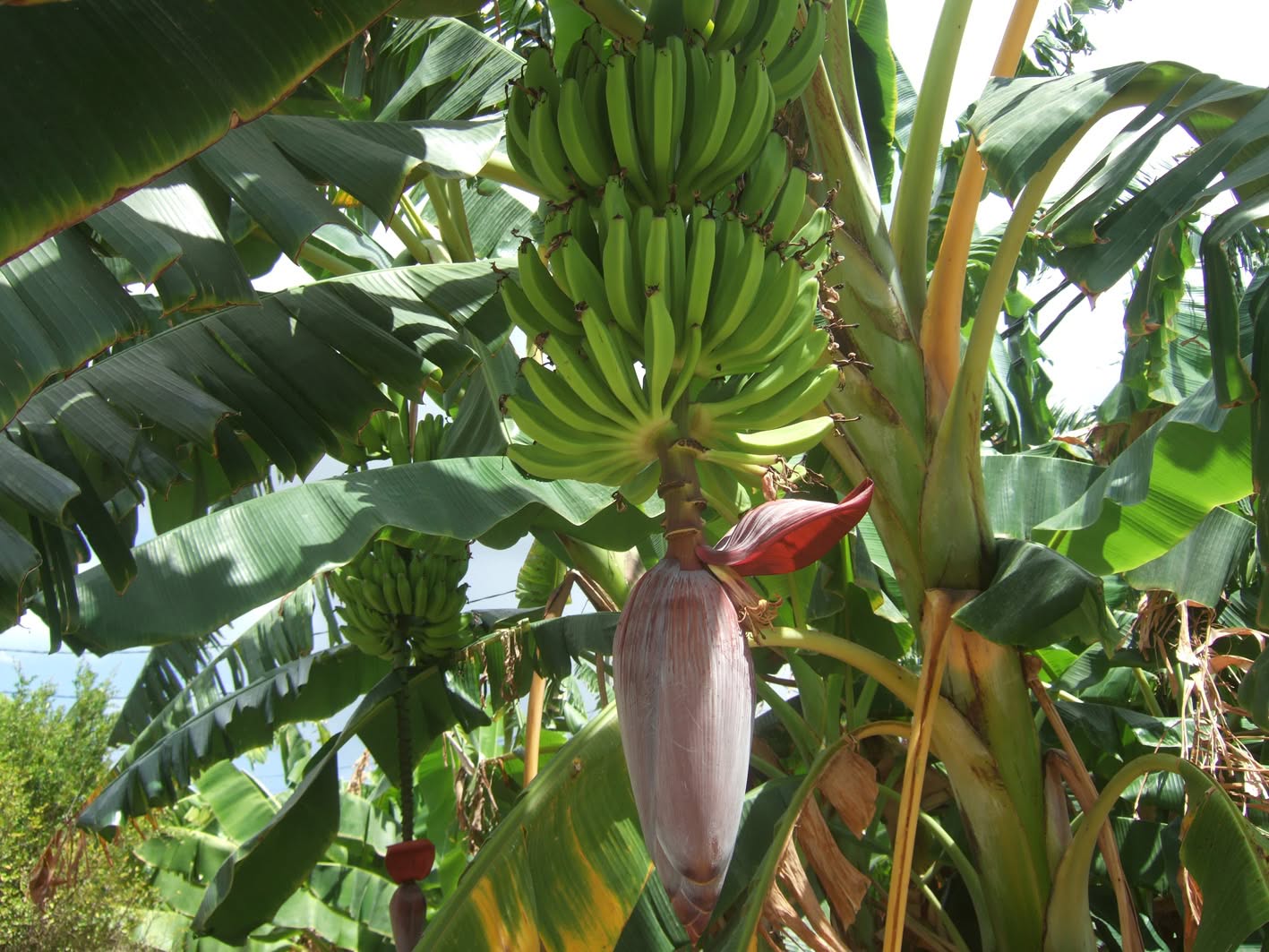 Mer från Martinique, (men mest St Lucia och nu med bilder)